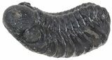Austerops Trilobite Fossil - Rock Removed #55859-1